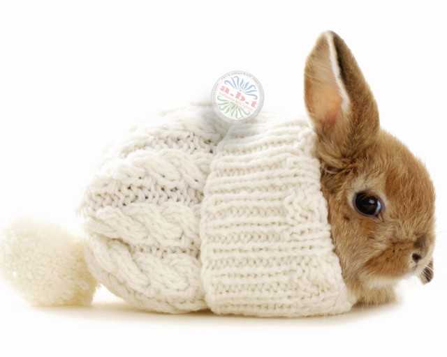 Old clothes and how you can reuse them for your pets