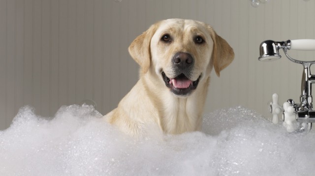 What does a dog need for a bath?