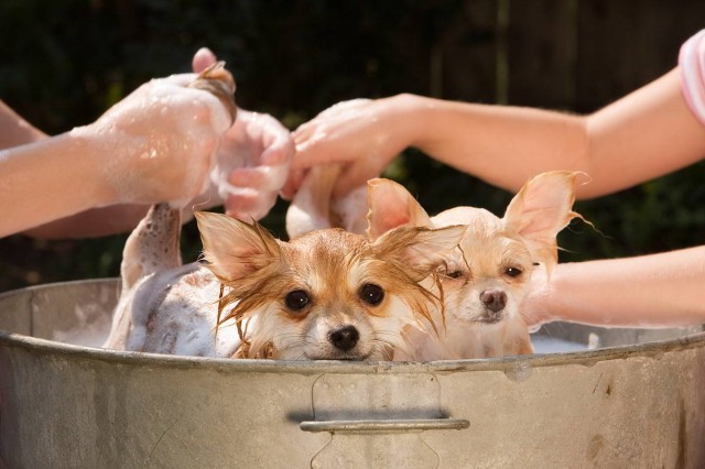 Bathing your best friend