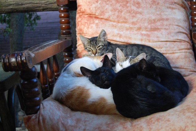 WAYS TO PROTECT YOUR PETS FROM TICKS AND FLEAS