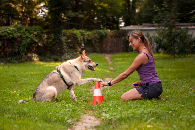 What to do with your pet when you go away