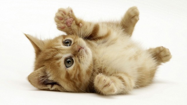 Danger in Which Your Height-Loving Cat Might Be: Defining the High-Rise Syndrome