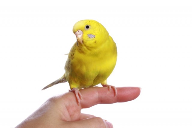Wings & Feathers: Main Things You Need to Know About Keeping a Bird in the House