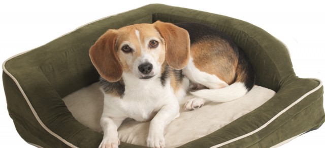 Choosing a Dog Bed- Different Types of Pet Beds