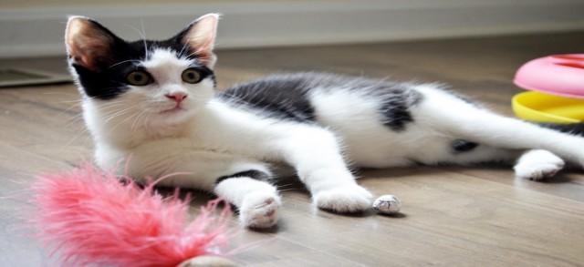 How to Welcome your New Pet Home