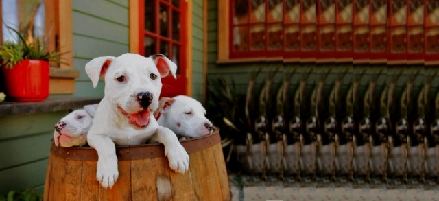 Keep the Memory of Your Pet Alive With a Tombstone