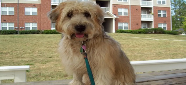 How to deal with a dog’s allergy using home remedies