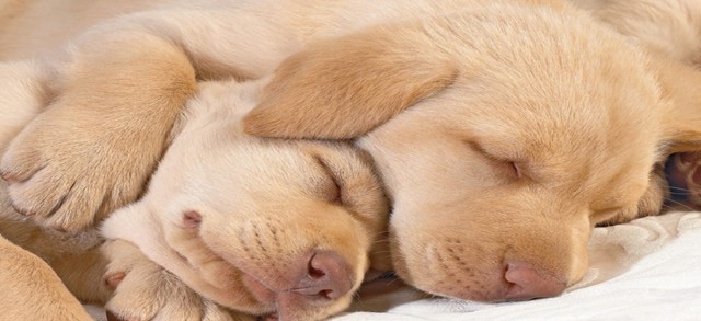How to Help a Dog out of Shyness and Lack of Confidence
